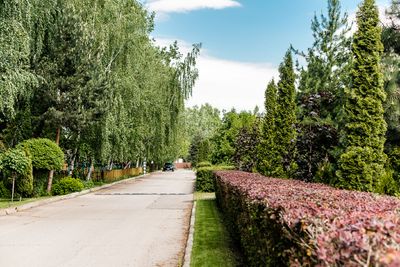Лес Барвиха